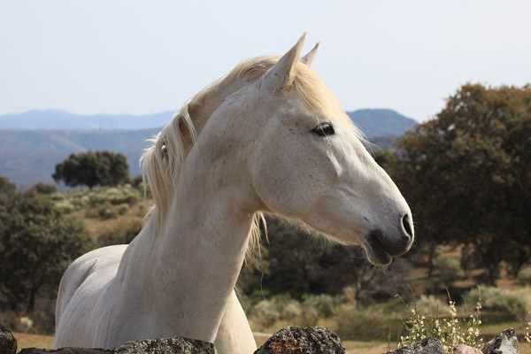 Geen prins, maar wel het witte paard